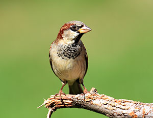 English (House) Sparrow
