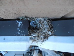 Sparrow Nest on Sign
